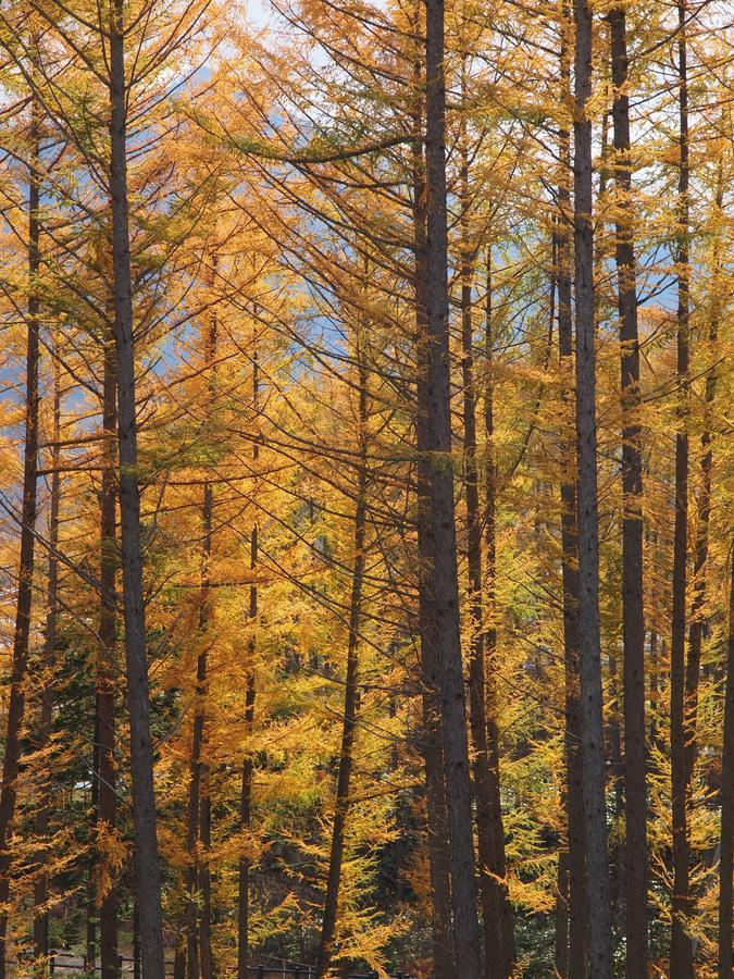 Log Hotel Larch Lake Kanayama Minamifurano المظهر الخارجي الصورة